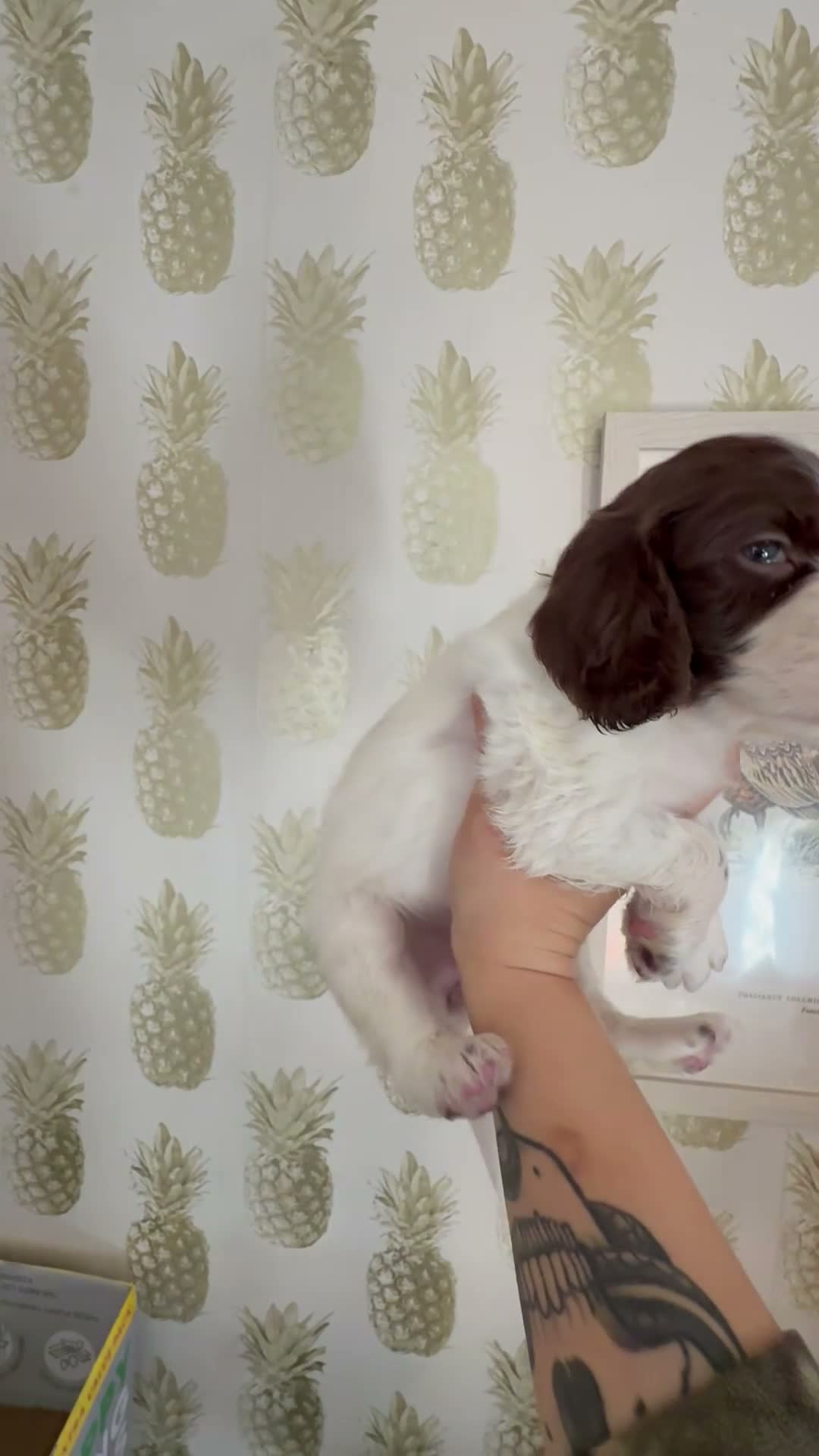 Cocker Spaniel dogs for sale: Beautiful Cocker Spaniel Puppies - Video 1