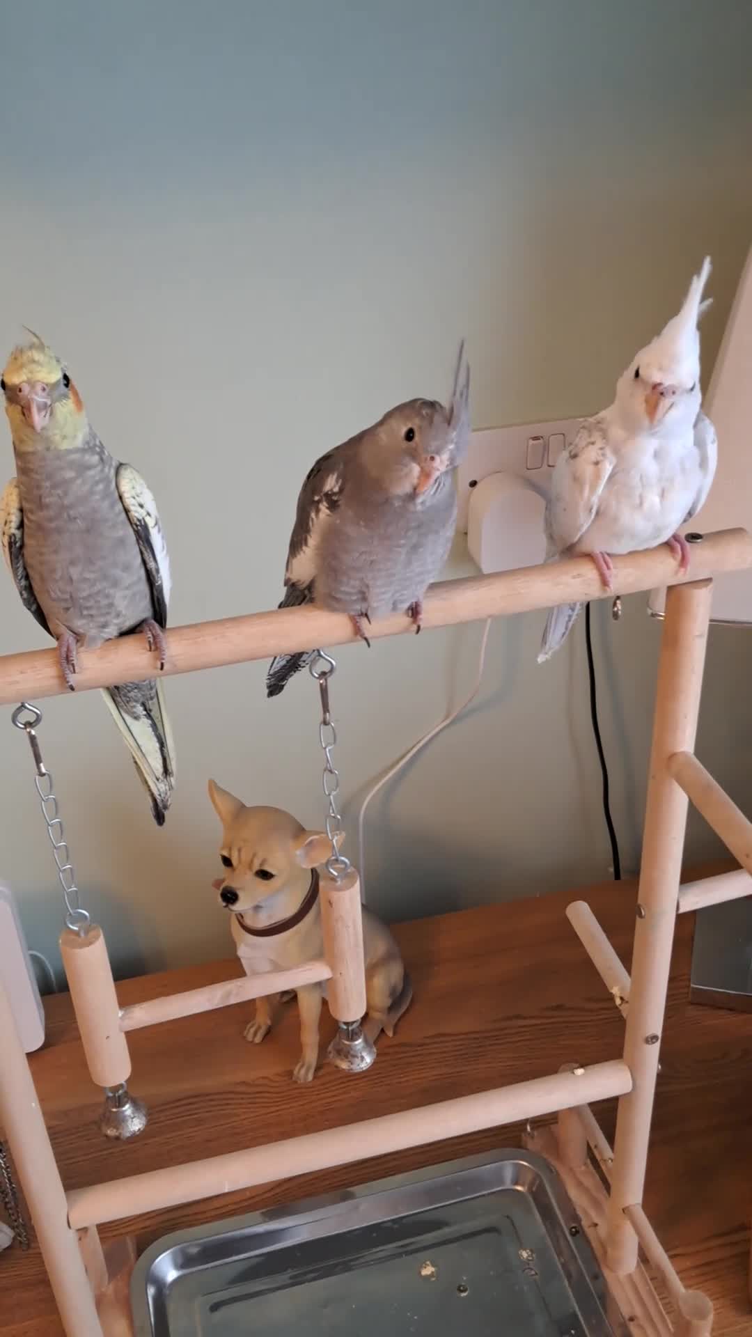 Cockatiels birds for sale: Hand reared baby cocktails very nice birds  - Video 1