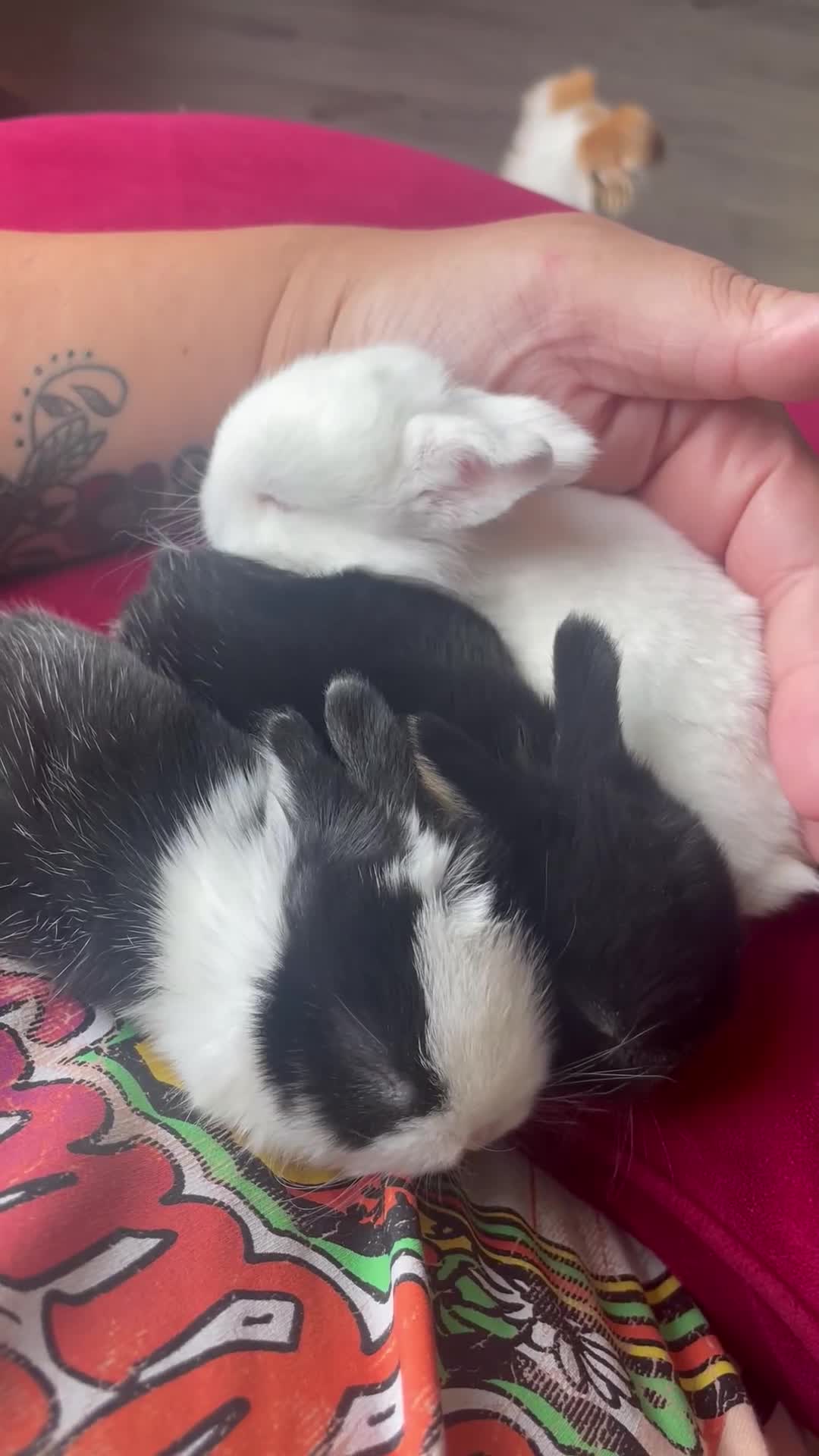 Mini Lop rabbits for sale: Rabbit's available now  - Video 4