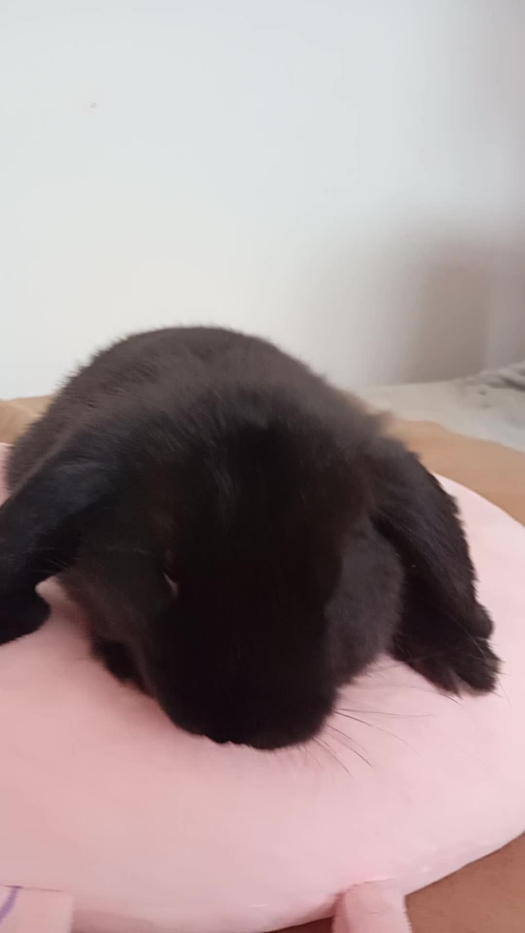 Mini Lop rabbits for sale: Baby Rabbits  - Video 1