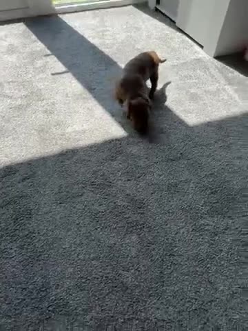 Mixed Breed dogs for sale: Make doxipoo  - Video 1
