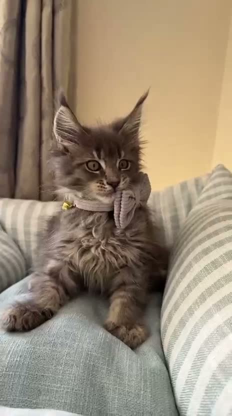 Maine Coon cats for sale: GCCF Rarely Available Mackerel XXLRussianBloodline - Video 4