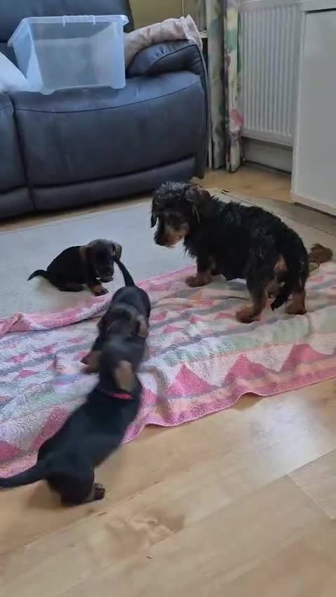 Miniature Dachshund dogs for sale: Wire Haired Dachshund Puppies KC Registered  - Video 1
