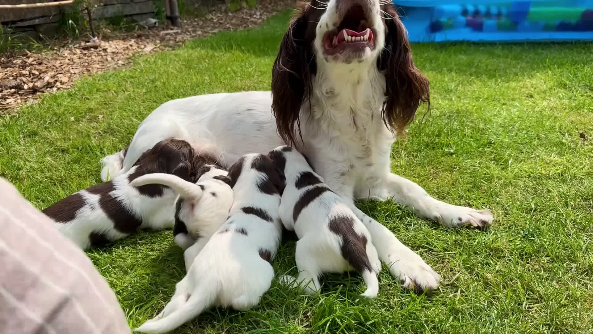 English Springer Spaniel dogs for sale: Liver & White English Springer Spaniel Puppies in Delabole - Video 1