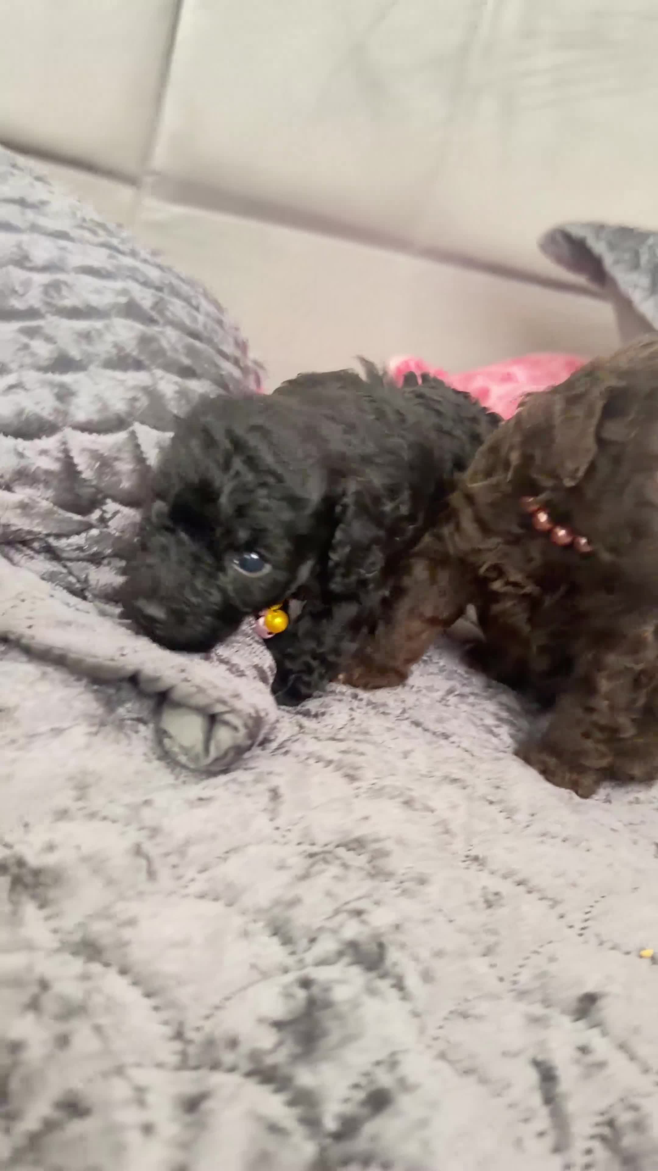 Toy Poodle dogs for sale: Male and Female available for reservation! - Video 1
