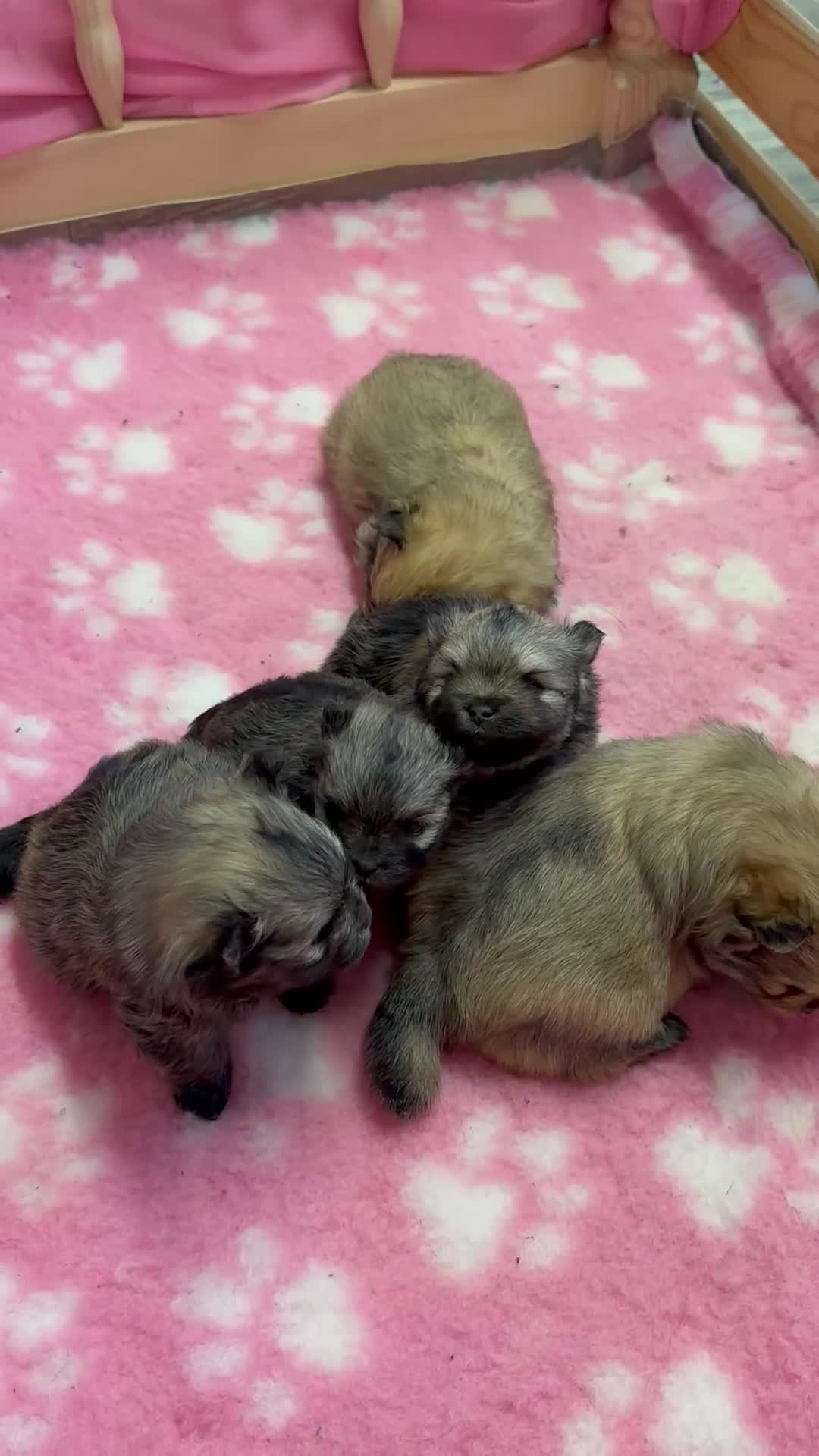 Pomeranian dogs for sale: GORGEOUS POMERANIAN PUPPIES 🐶🐶🐶🐶🐶 - Video 2