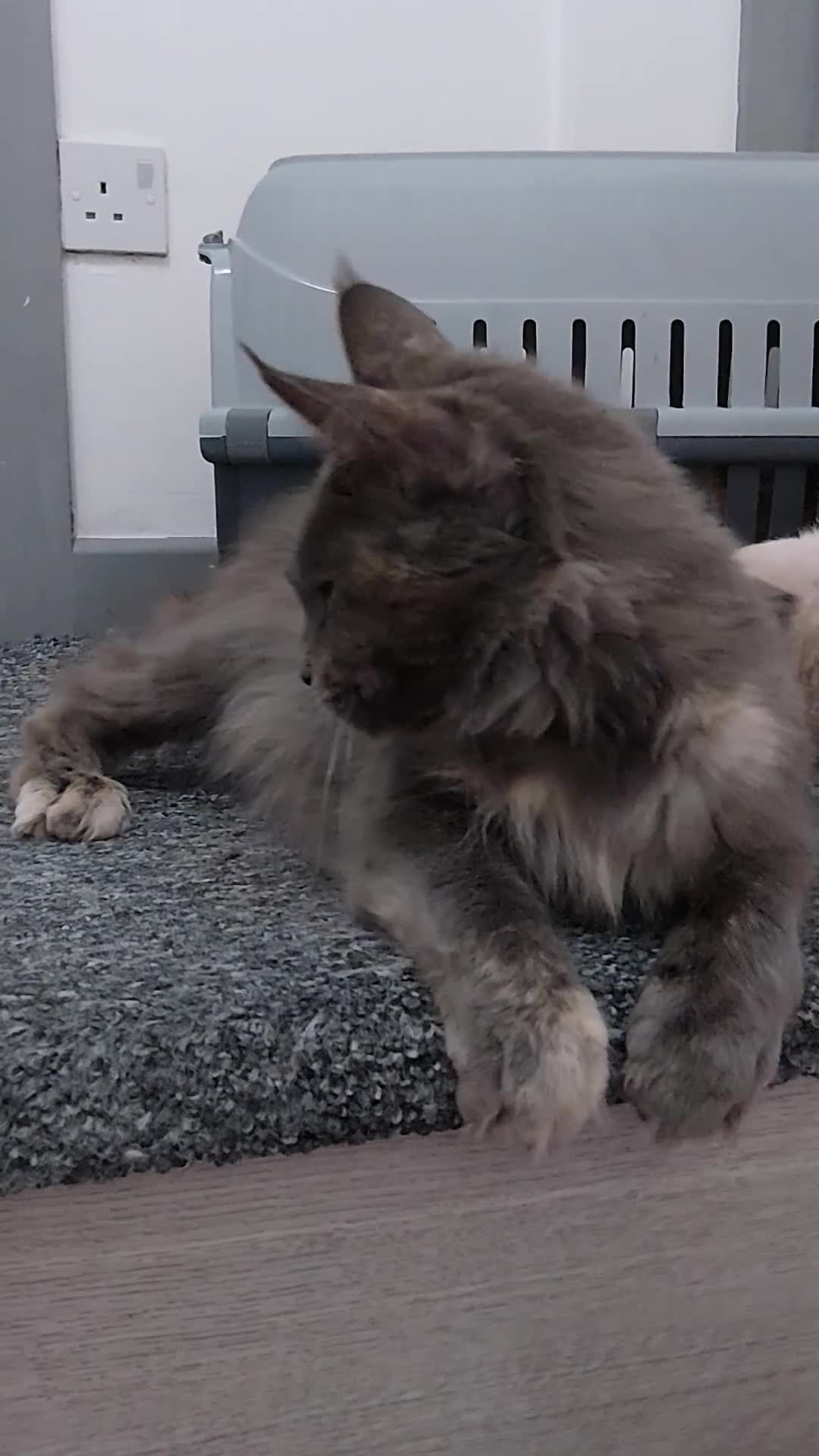 Maine Coon cats for sale:  RARELY LION KING - Video 3