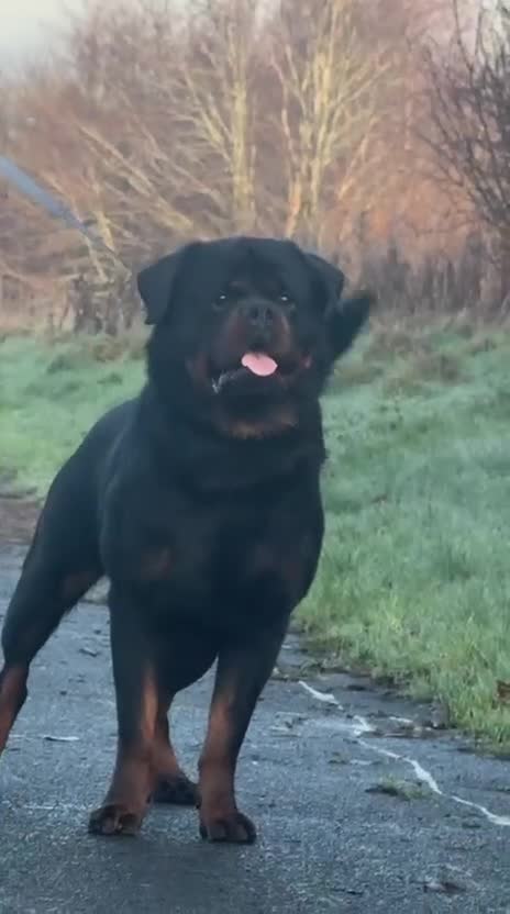 Rottweiler dogs for stud: Top quality health tested kc male German X serbian - Video 1