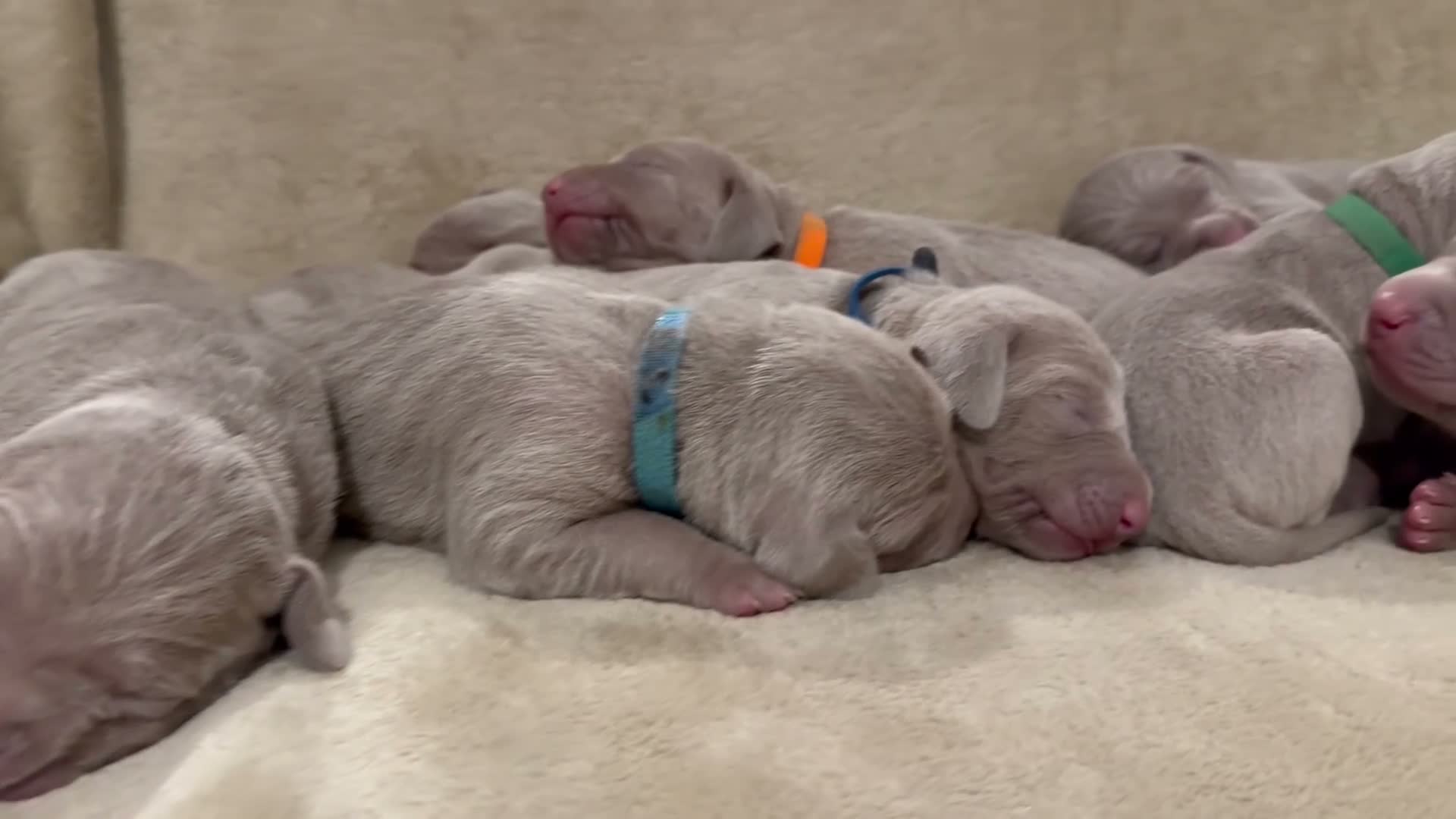 Weimaraner dogs for sale: Gorgeous silver Weimaraner puppies READY SOON !! - Video 3
