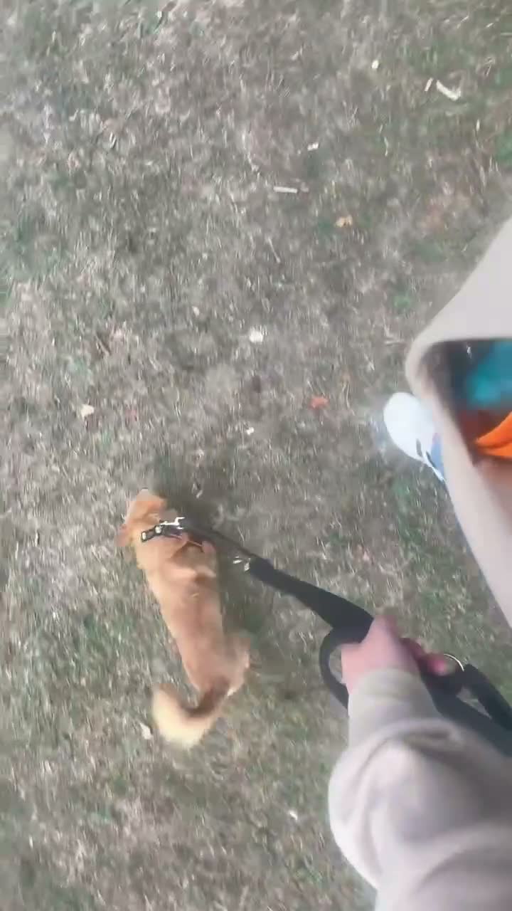 Chihuahua dogs for sale: Teddy looking for a home soon (currently training) - Video 1