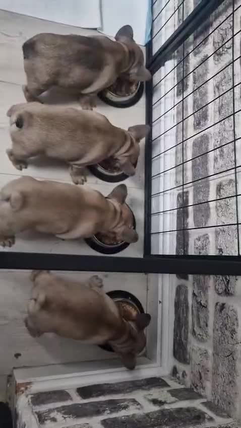 French Bulldog dogs for sale: French Bulldog puppies  - Video 1
