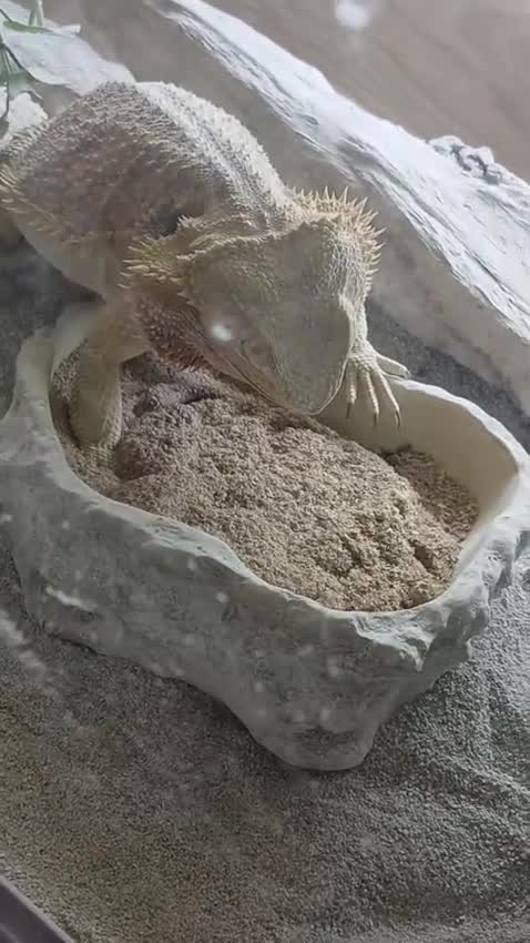 Bearded Dragon reptiles for sale: Bearded dragon. in Southport - Video 1