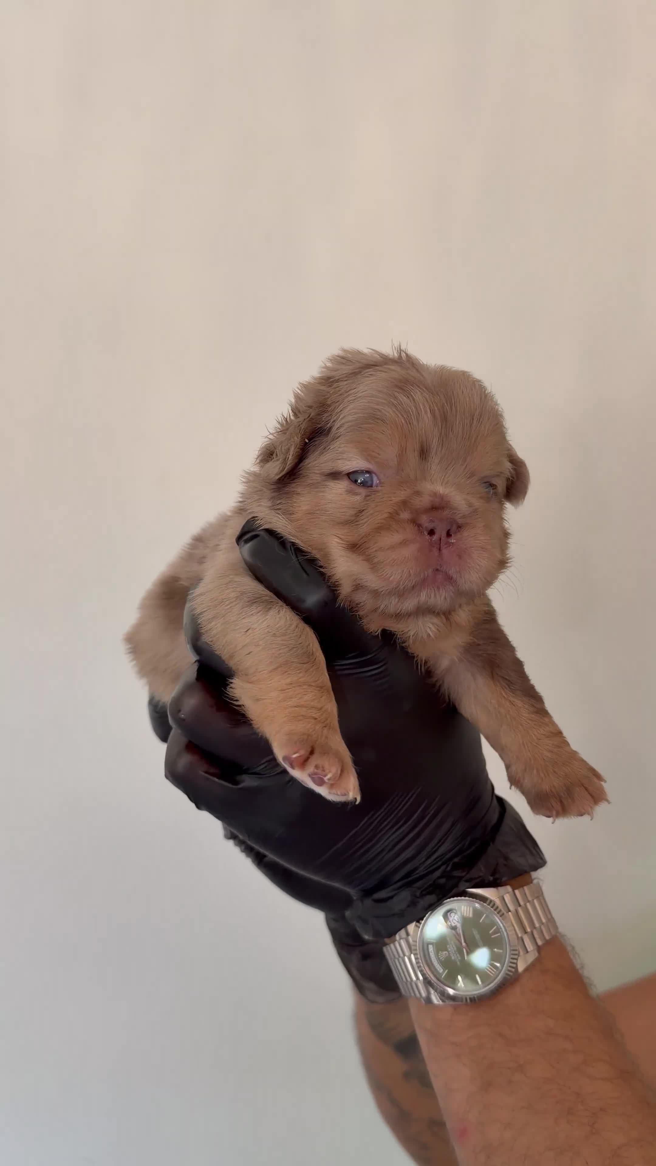 French Bulldog dogs for sale: Visual Fluffy - Pink Carrier - New Shade Isebella  - Video 1