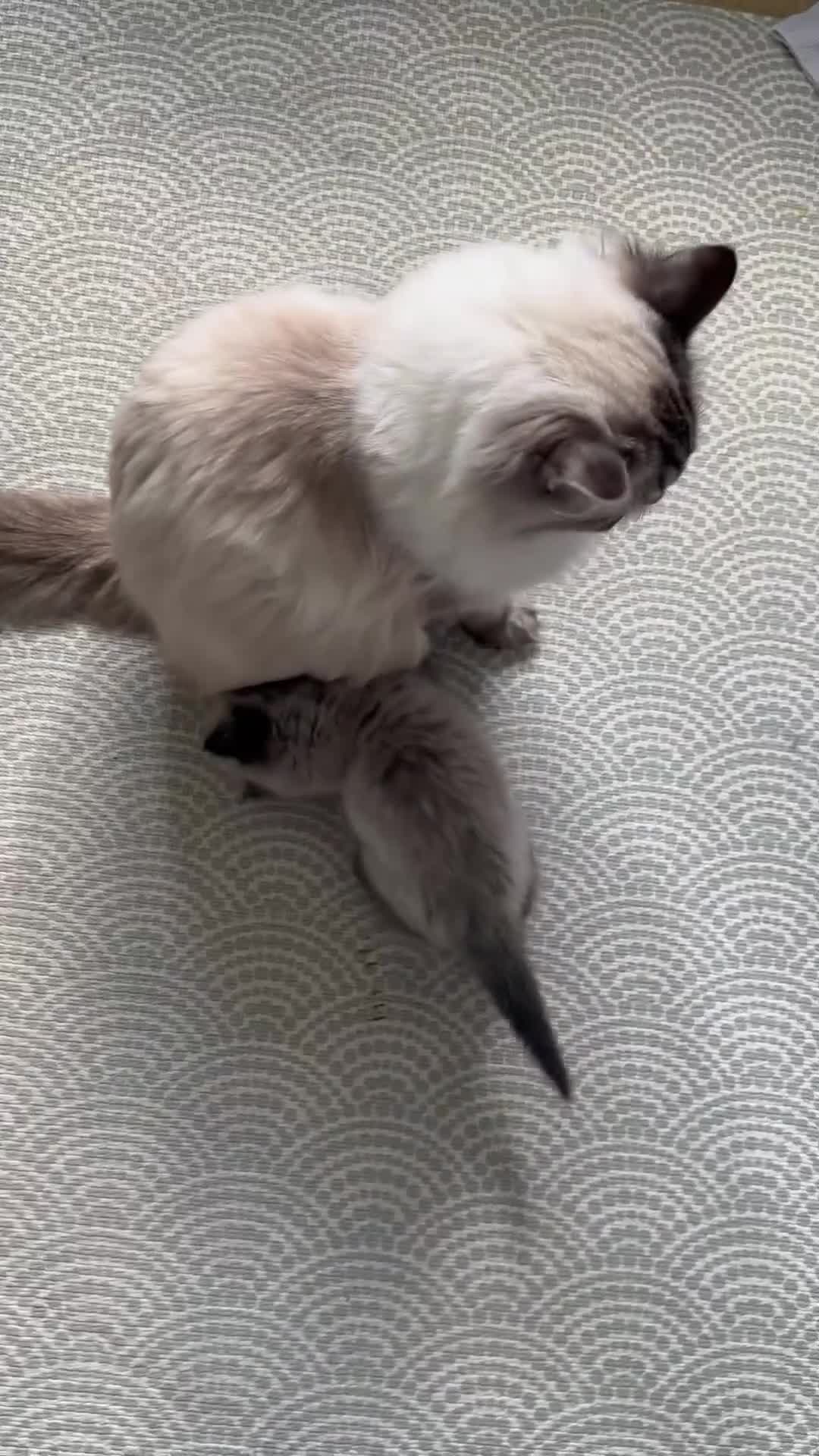 Ragdoll cats for sale: Last boy available  - Video 1