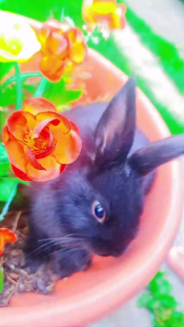 Alaska rabbits for sale: 3 Alaskan baby rabbits - Video 1