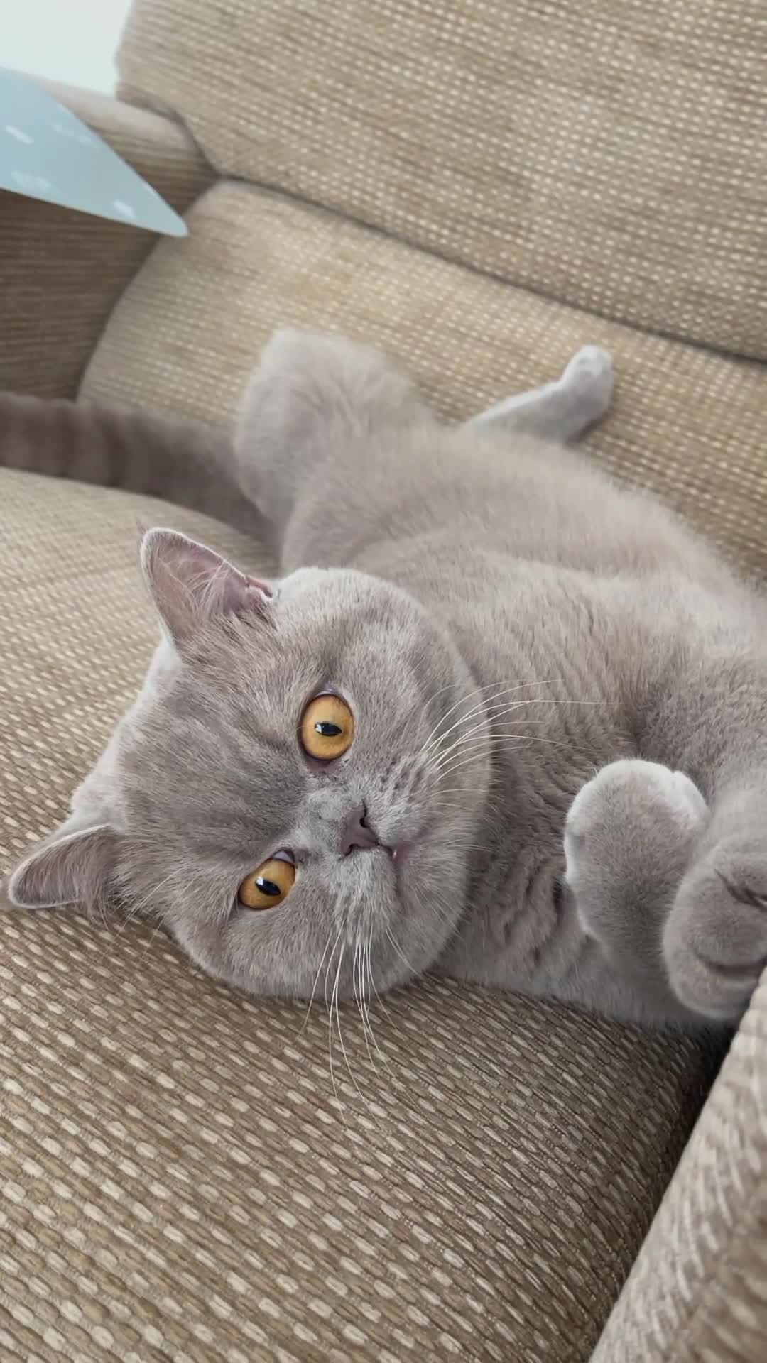 British Shorthair cats for sale: British shorthair male adult - Video 1