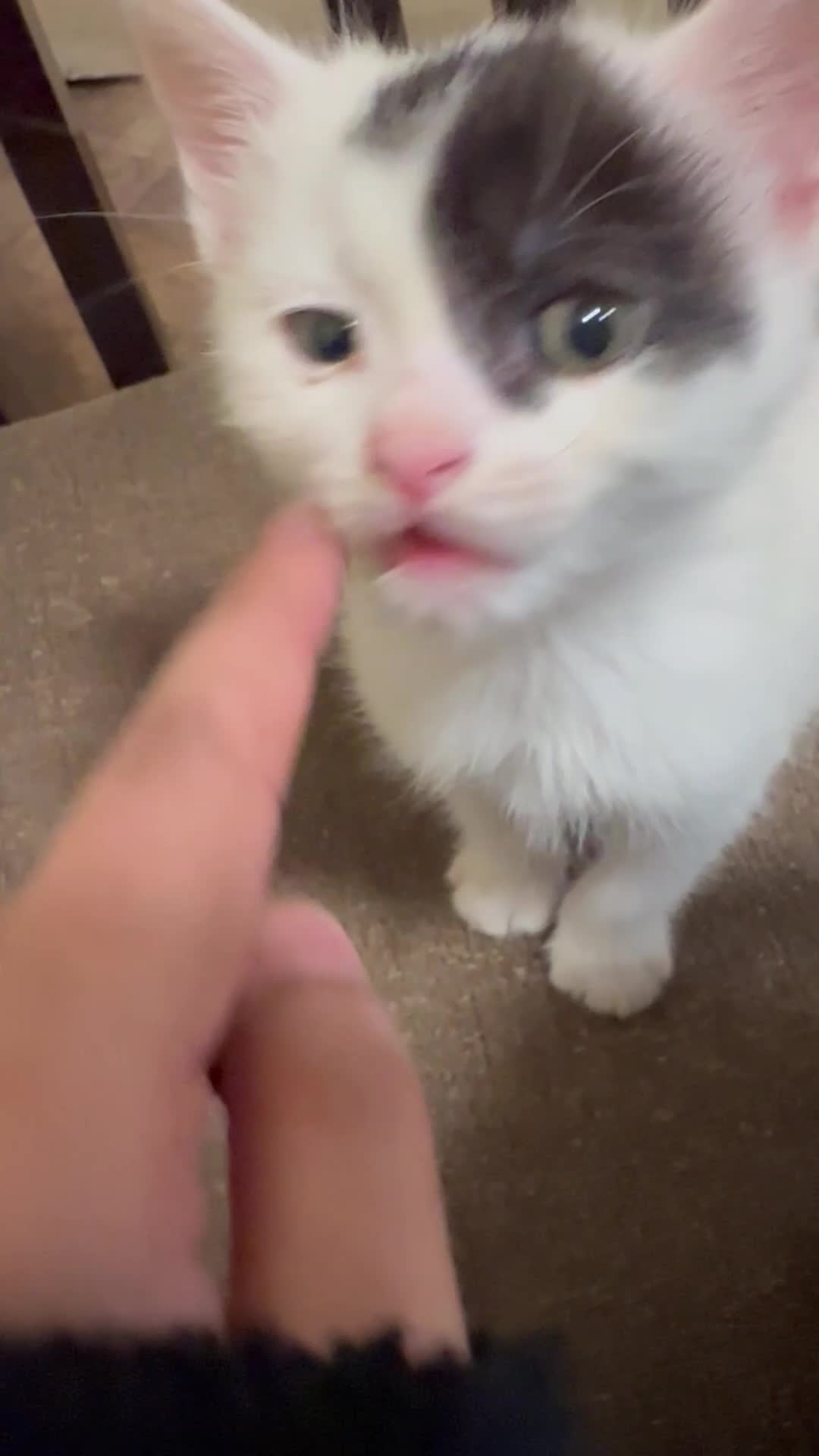 Mixed Breed cats for sale: Beautiful Mixed Breed Ragdoll x Long hair kittens - Video 1