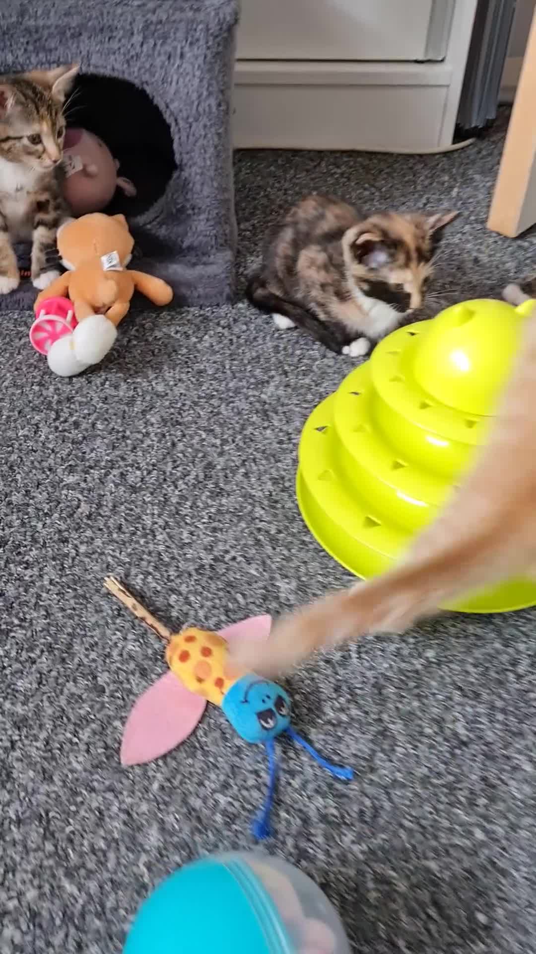 Mixed Breed cats for sale: Cute kittens🐈🐈‍⬛ - Video 3