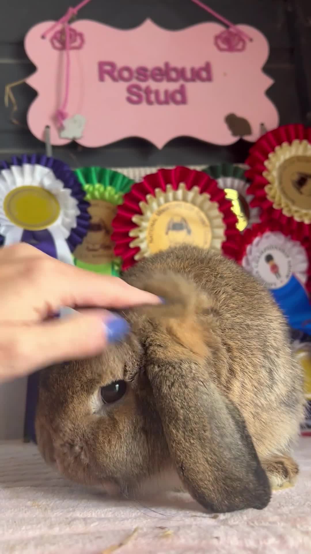 Mini Lion Lop rabbits for sale: Vaccinated adult & baby mini lops & lionlops - Video 1