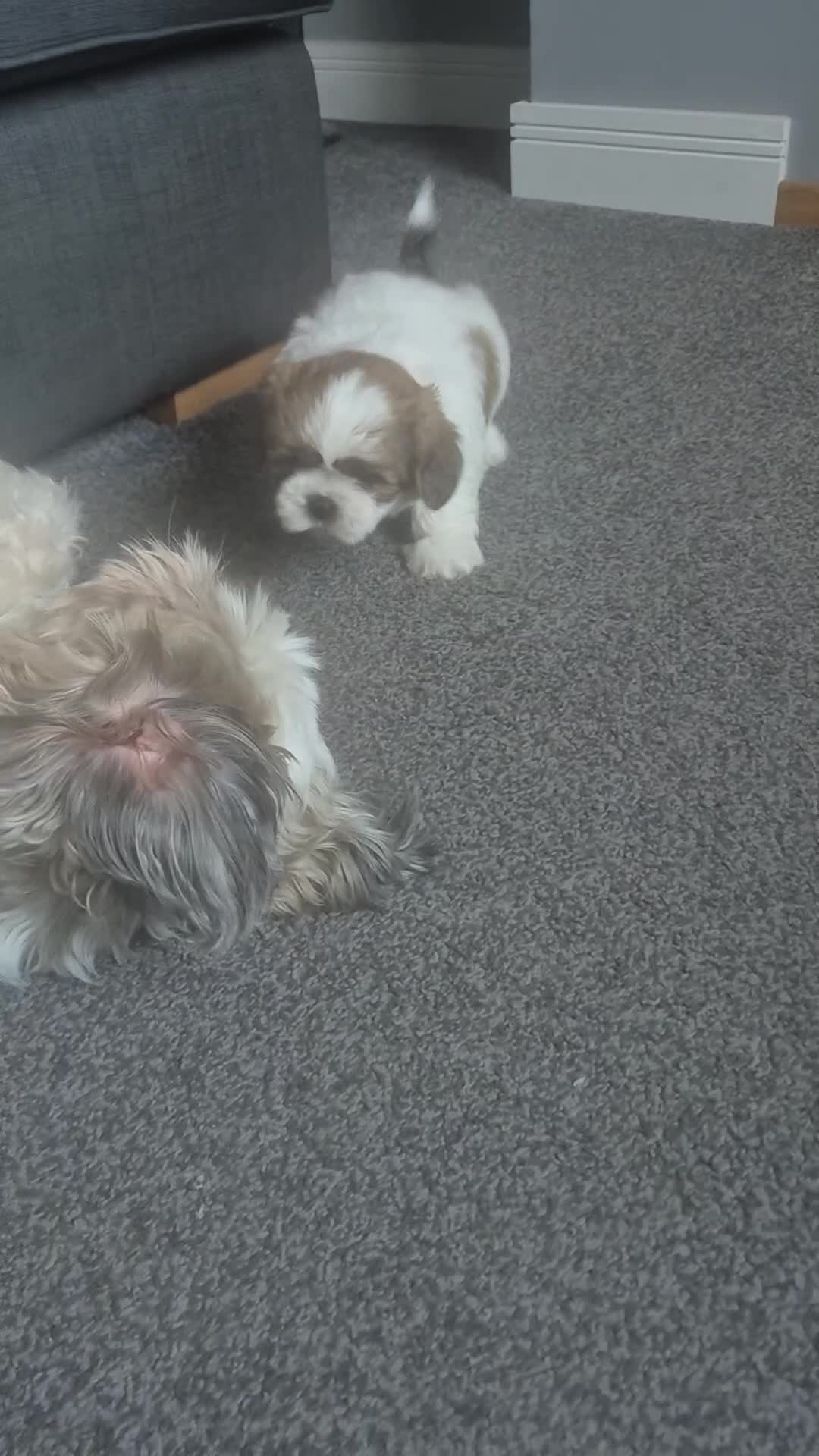 Shih Tzu dogs for sale: Shih tzu - Video 1