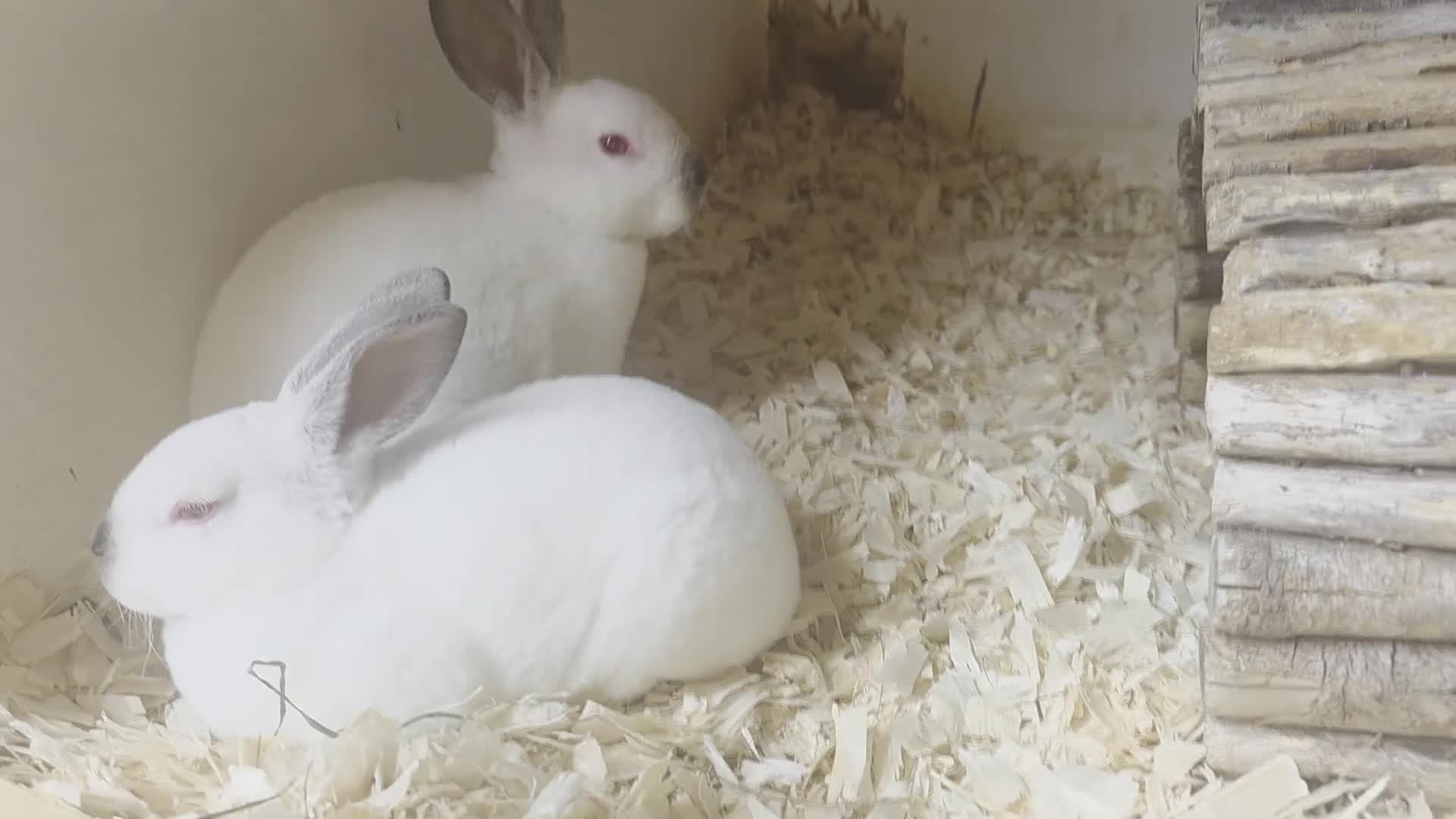 Mini Lop rabbits for sale: Mini rex mini lops and netherland dwarfs - Video 3