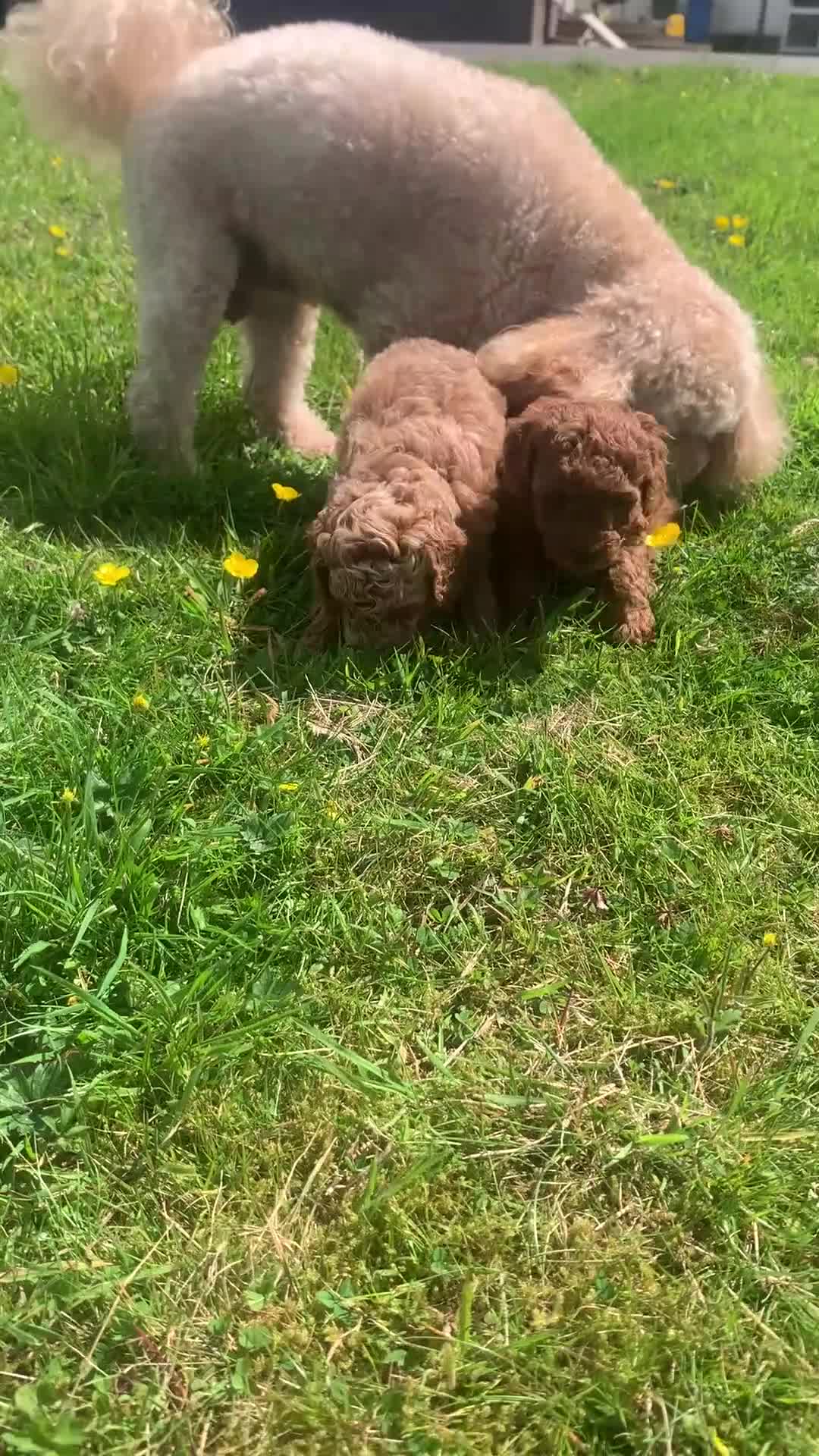 Toy Poodle dogs for sale: TOY POODLE PUPPIES  in Omagh - Video 1