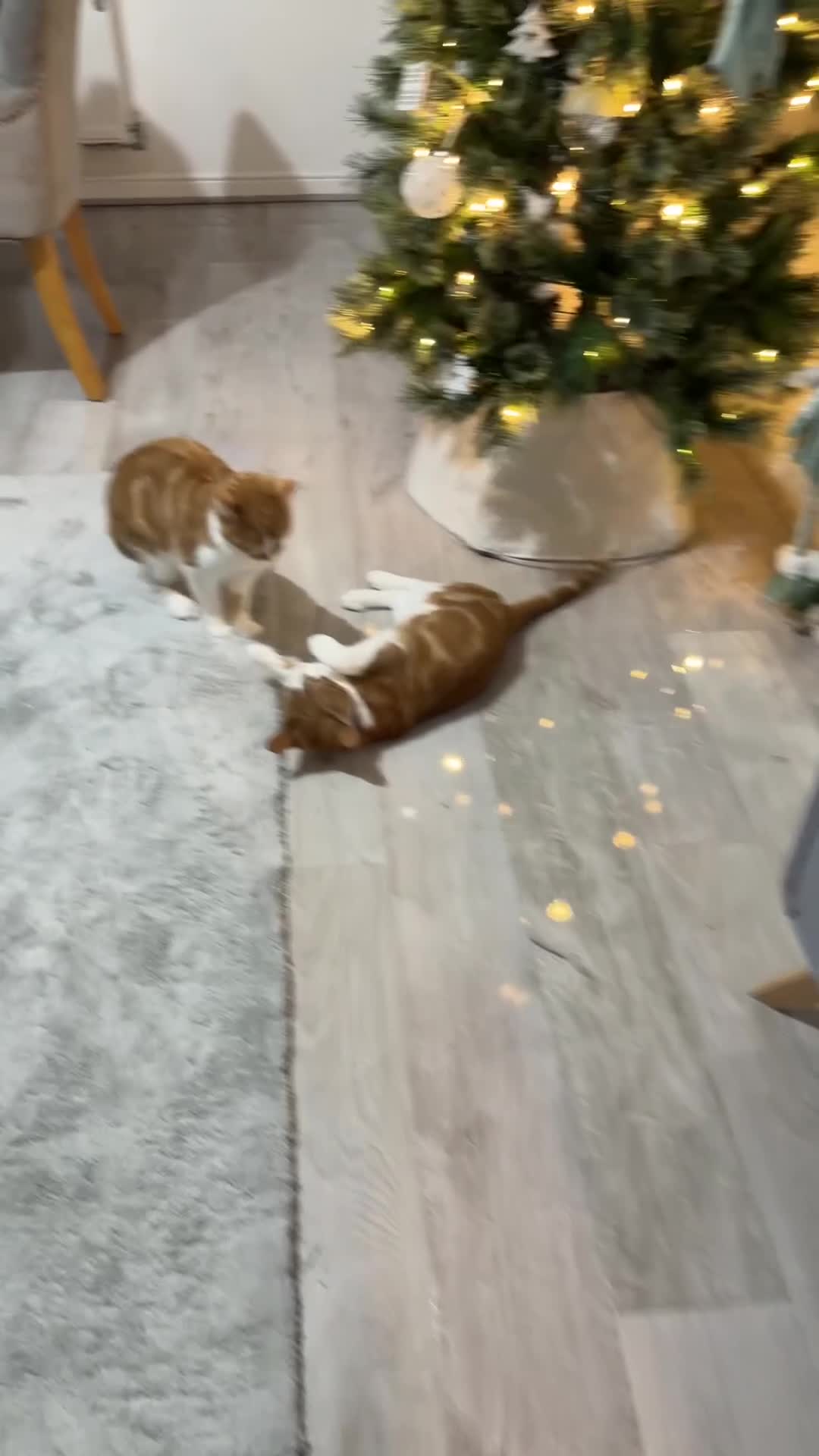 Mixed Breed cats for sale: 2 beautiful ginger cats - Video 2