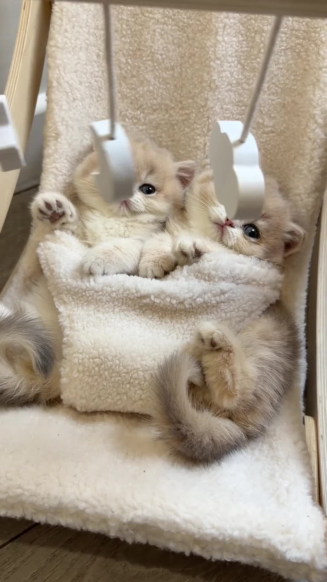 British Shorthair cats for sale: Golden Blue British Shorthair kittens - Video 3