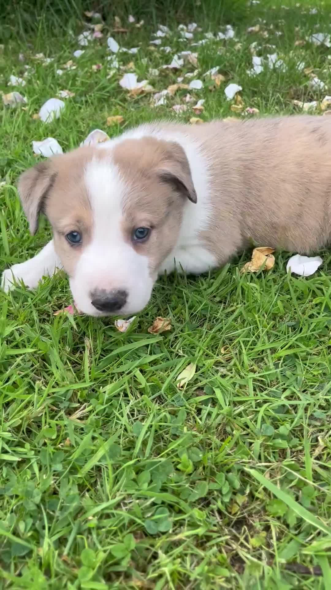 Mixed Breed dogs for sale: Border collie x lurcher puppies merle - Video 1