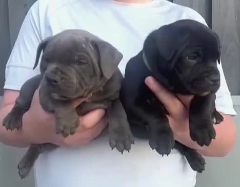 Staffordshire Bull Terrier dogs for sale: BOSS SOLID BLUE BOY SHORT & STOCKY TYPE  - Video 1