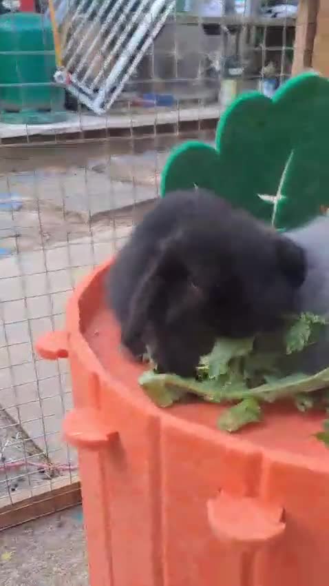 Mini Lop rabbits for sale: Mini cashmere males ready now  - Video 1