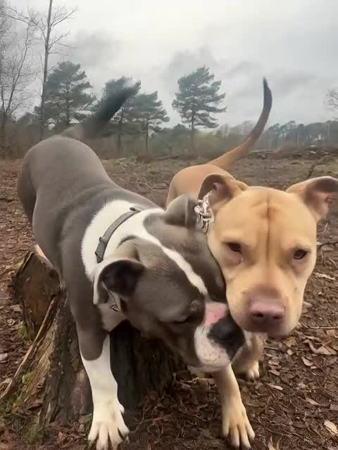 Mixed Breed dogs for sale: Staffy mastiff x bulldog bully - Video 1