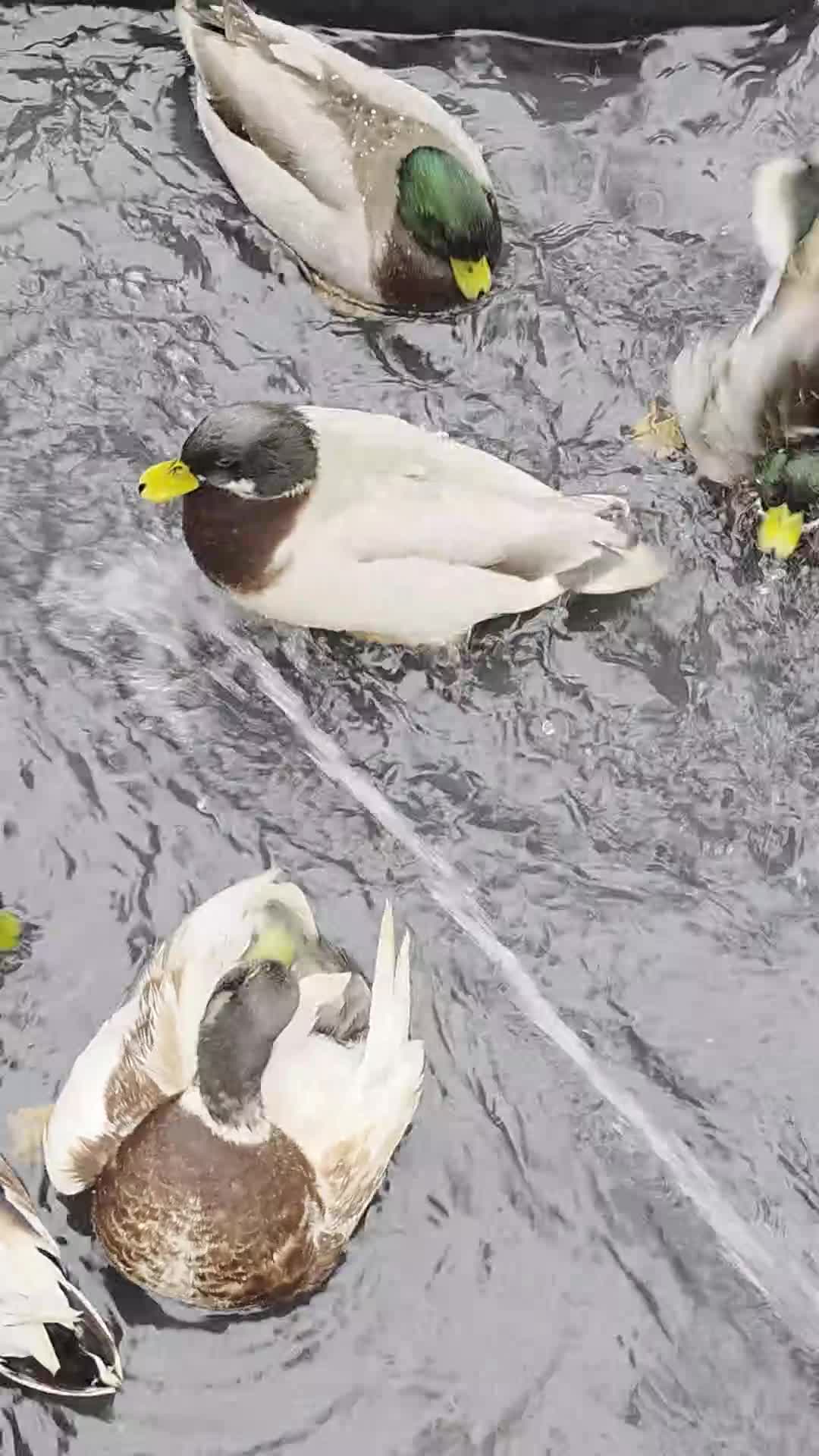 Ducks poultry for sale: Various Call Ducks for Sale - Video 2