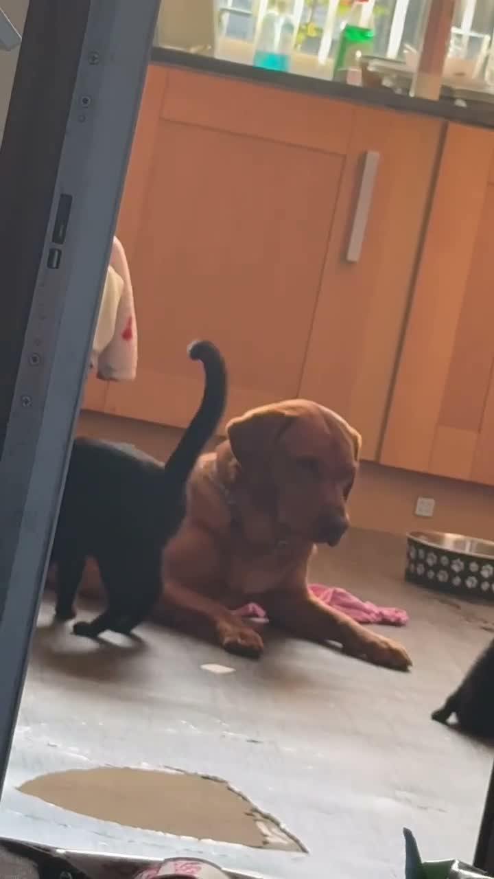 Domestic Shorthair cats for sale: Black cat for rehoming - Video 1