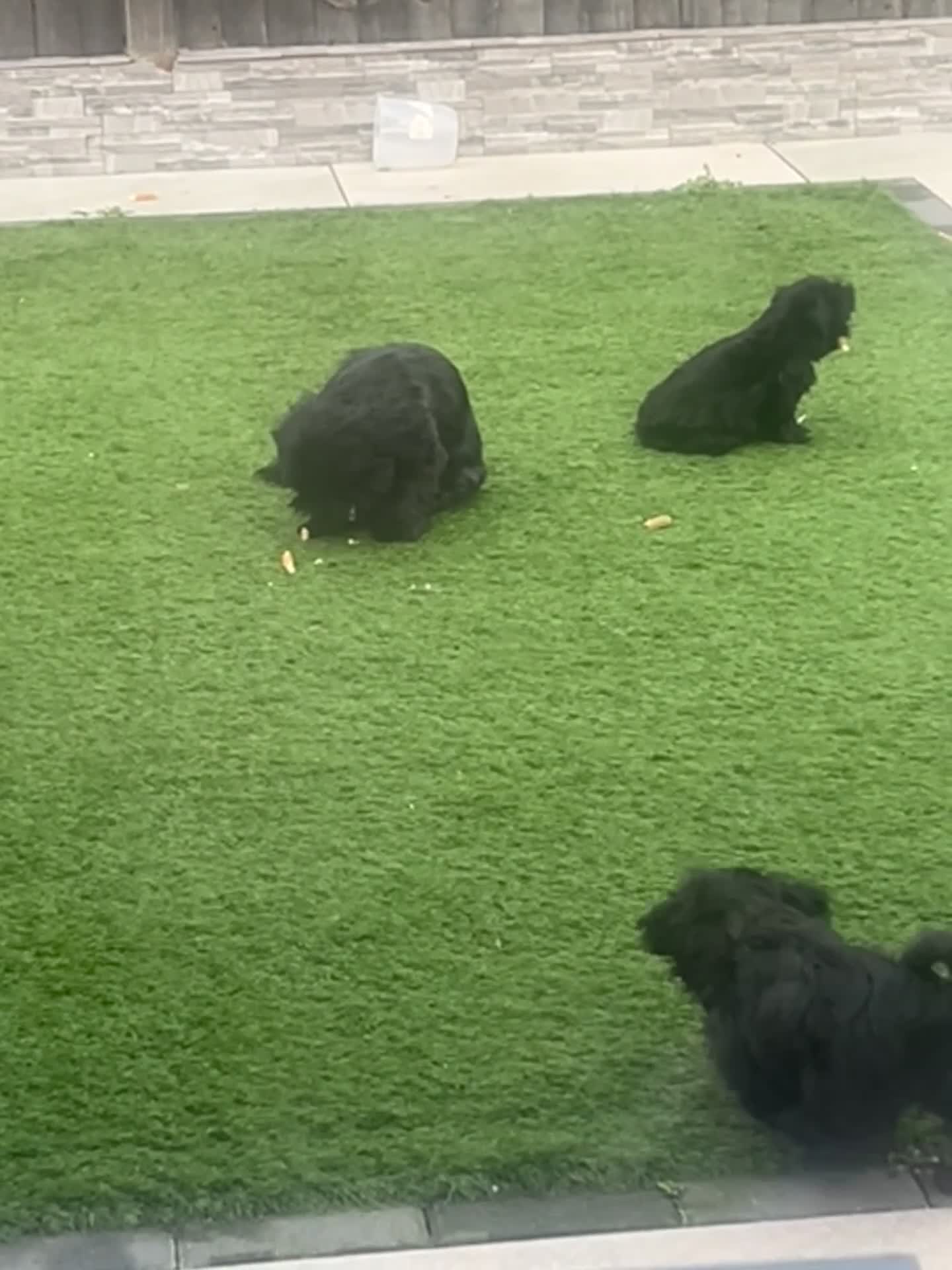 Shih Tzu dogs for sale: Rare solid black imperial Shih Tzu  - Video 1