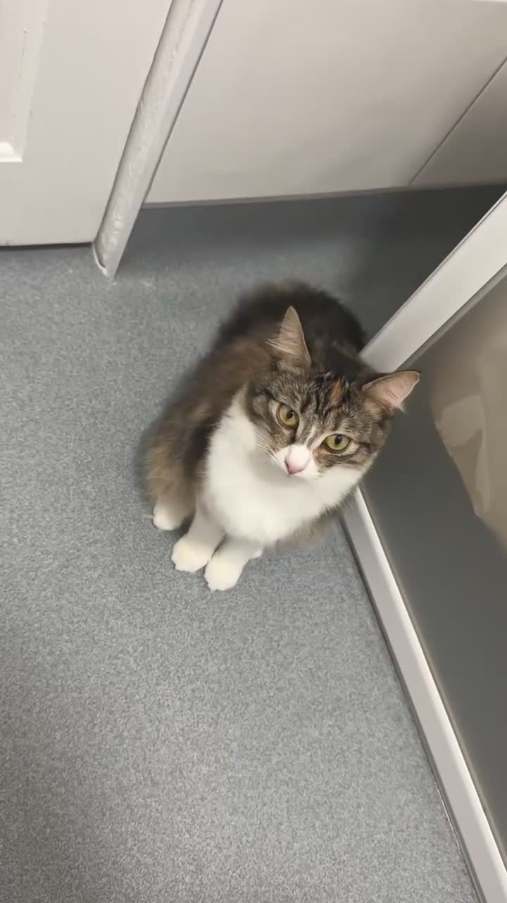 Mixed Breed cats for sale: Peanut - Mainecoon Cross in Gravesend - Video 2