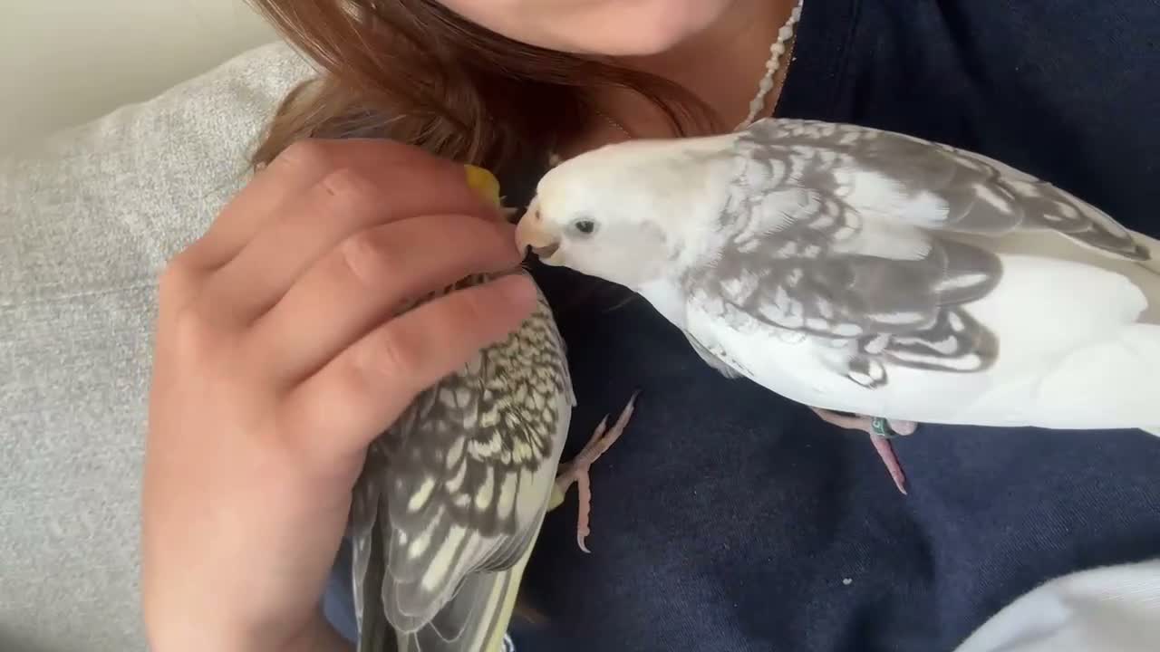 Cockatiels birds for sale: 2 cockatiels pair in Romsey - Video 4