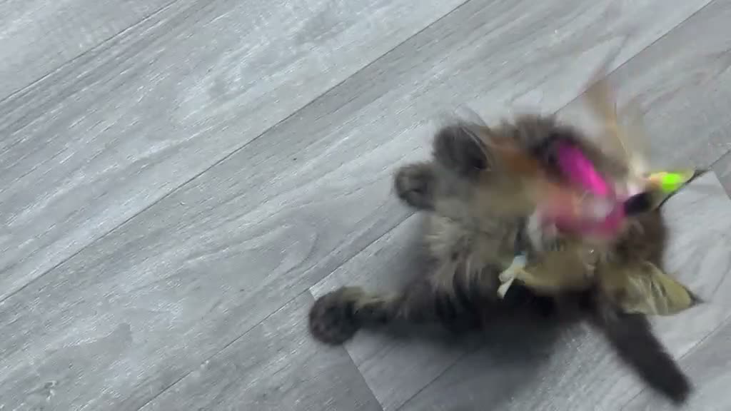 Maine Coon cats for sale: Mainecoons  - Video 1