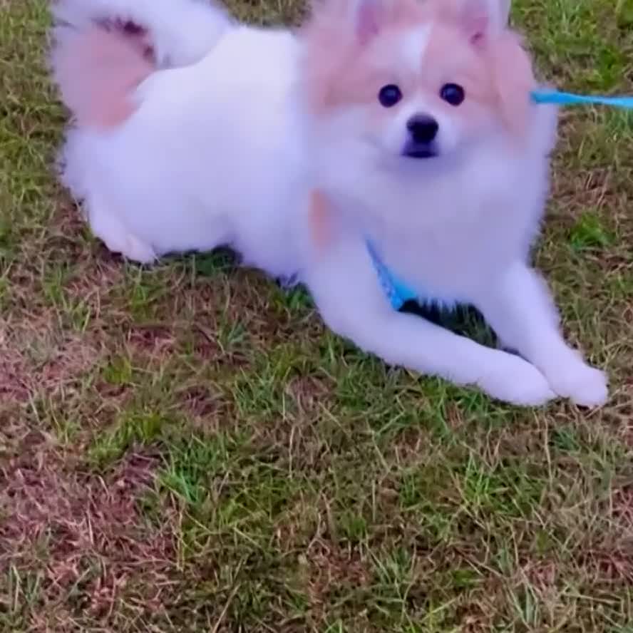 Pomeranian dogs for sale: 🐶 🐾  Adorable Purebred Pomeranian Boy  🐾  🐶 - Video 1