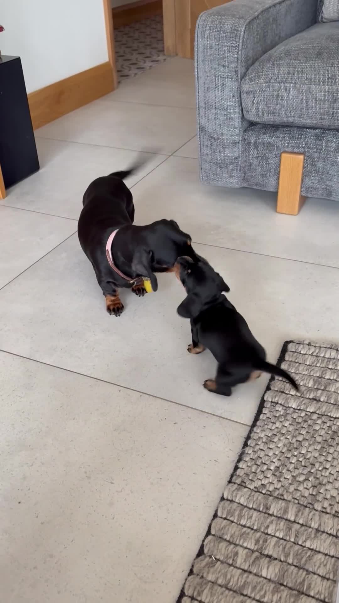 Miniature Dachshund dogs for sale: Miniature Black and Tan Daschund puppies for sale - Video 4