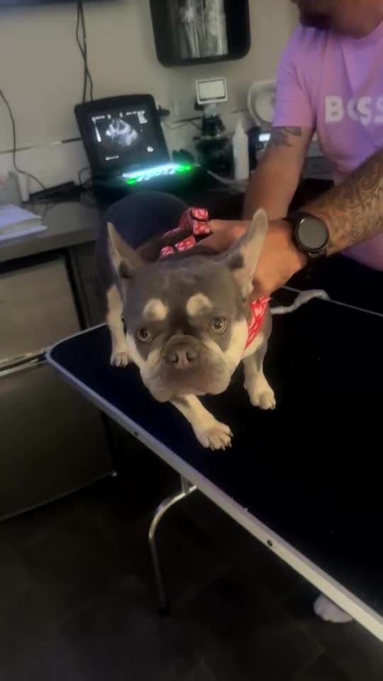 French Bulldog dogs for sale: French bulldog puppies for sale  - Video 2