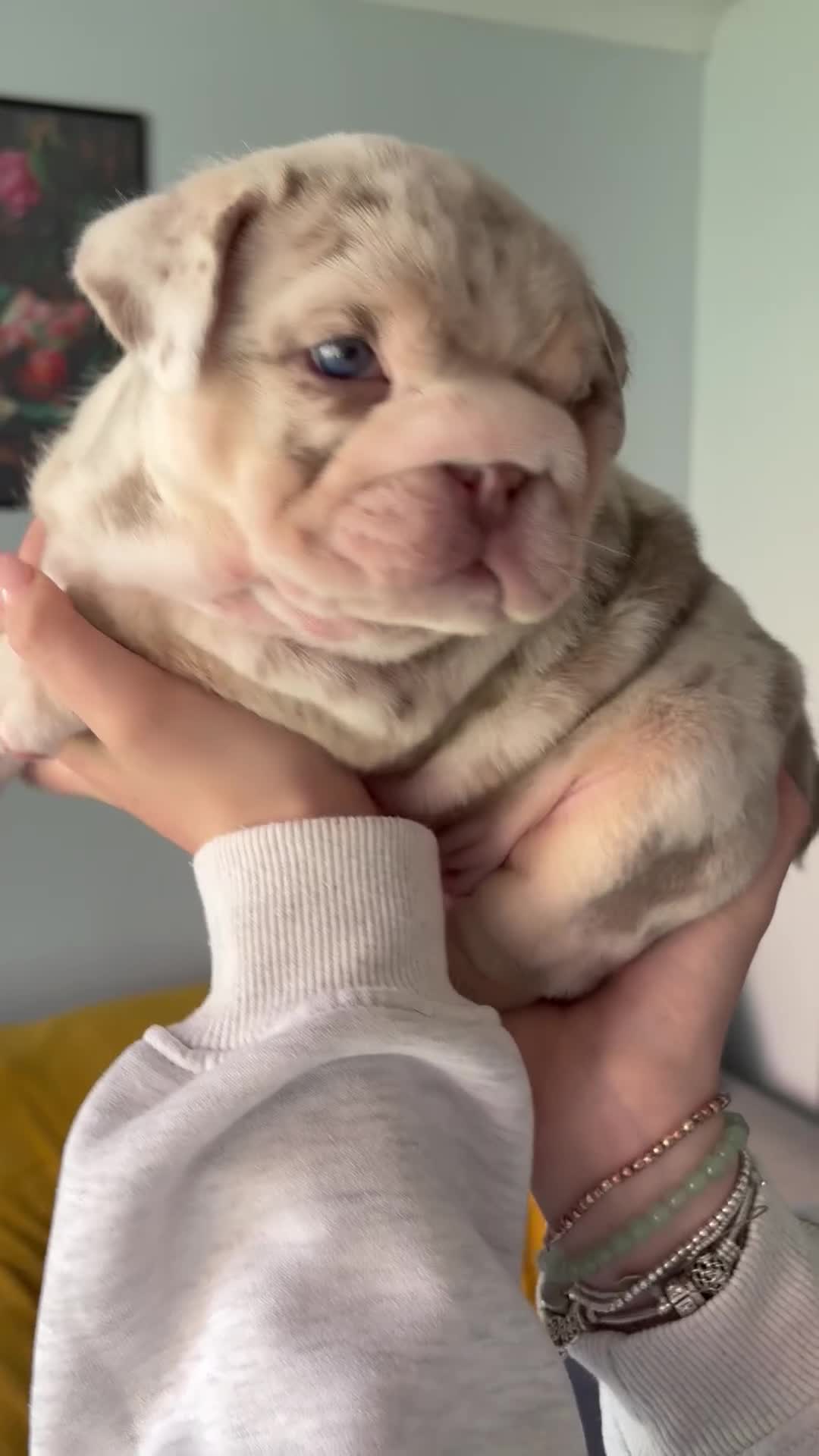 English Bulldog dogs for sale: Last KC English Bulldog Pup – Open to Offers - Video 2