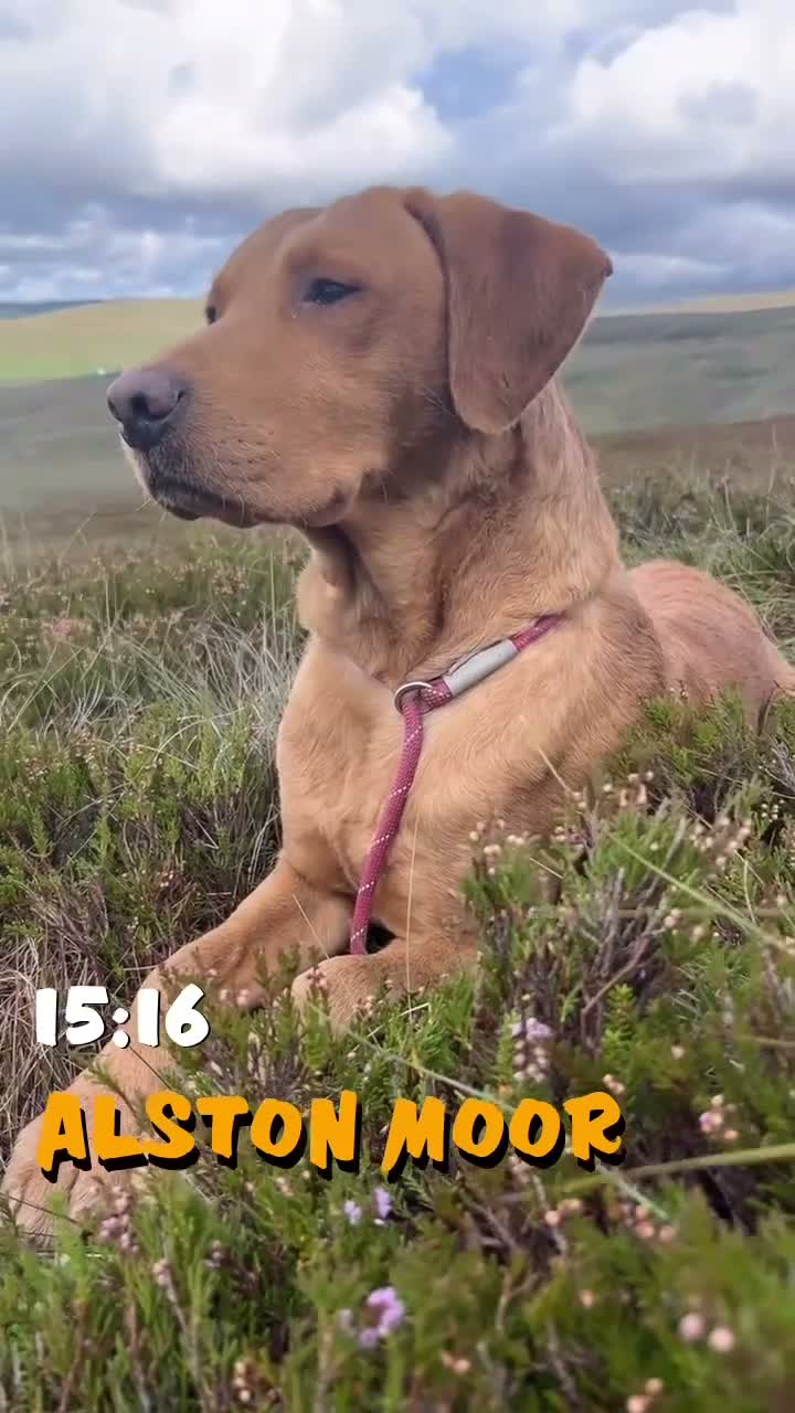 Labrador Retriever dogs for sale: KC fox red lab - Video 1
