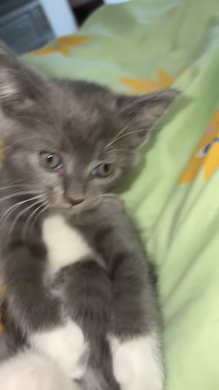 Mixed Breed cats for sale: Kittens - Video 3