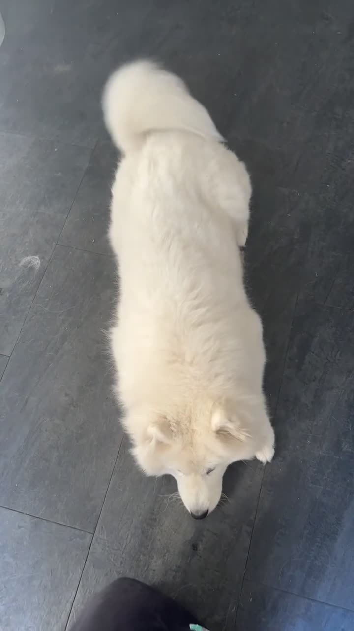 Samoyed dogs for sale: Talkative loveable male Samoyed  - Video 1