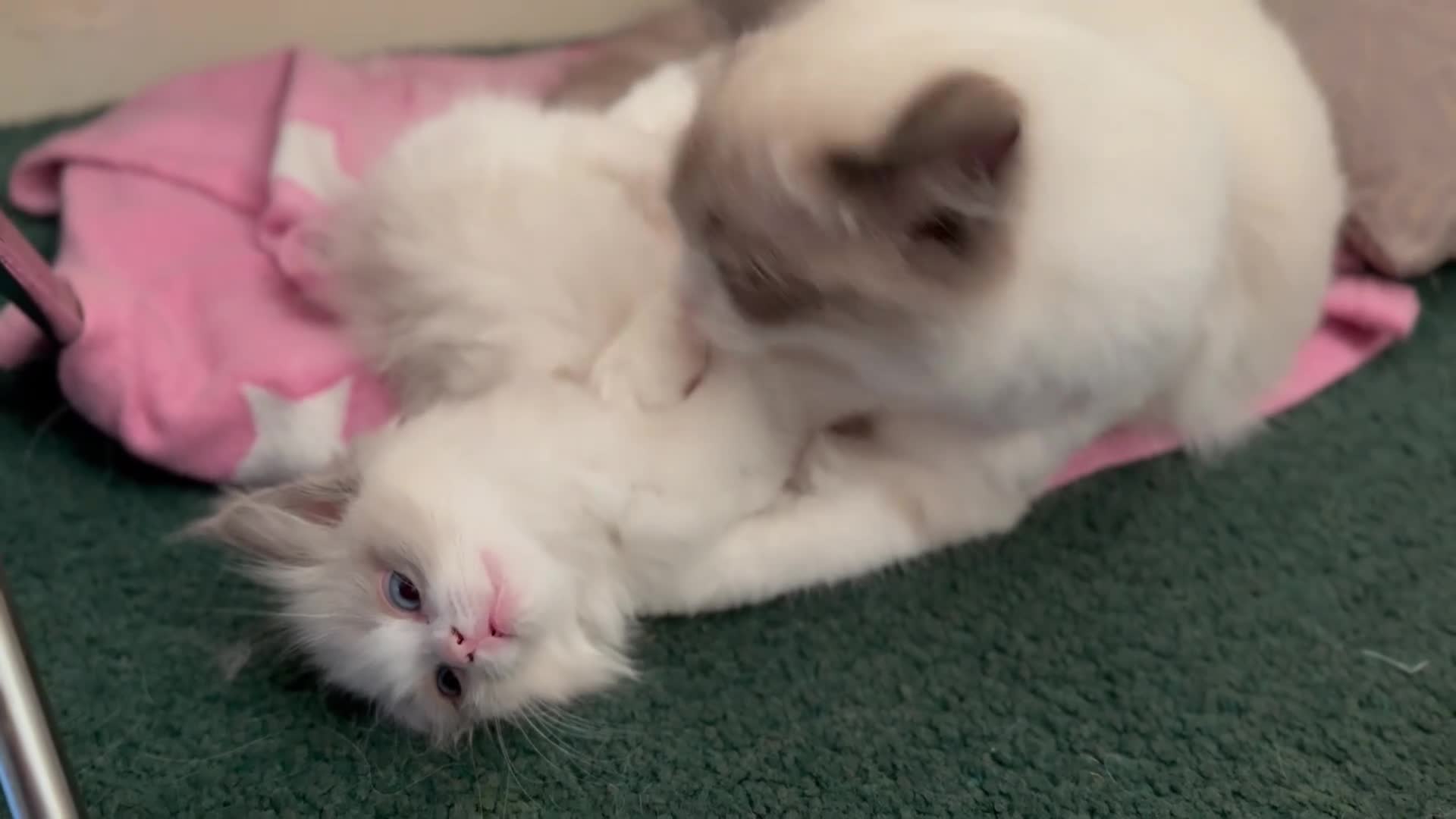 Ragdoll cats for sale: Gorgeous Ragdoll Kittens  - Video 2