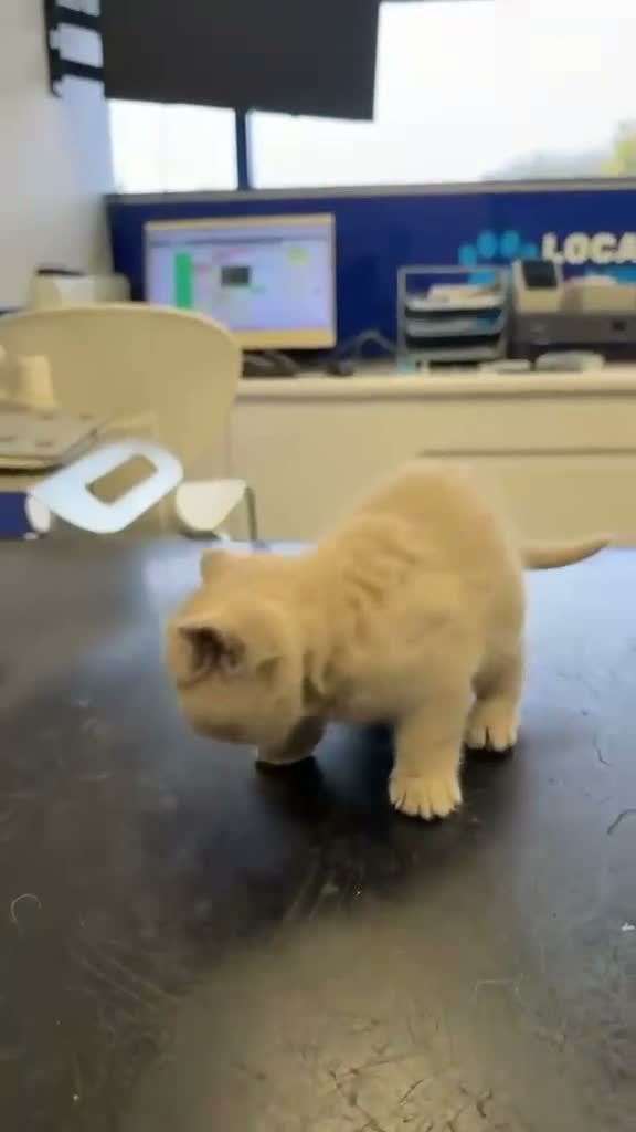 British Shorthair cats for sale: 100% PURE champion bsh kitten  - Video 1