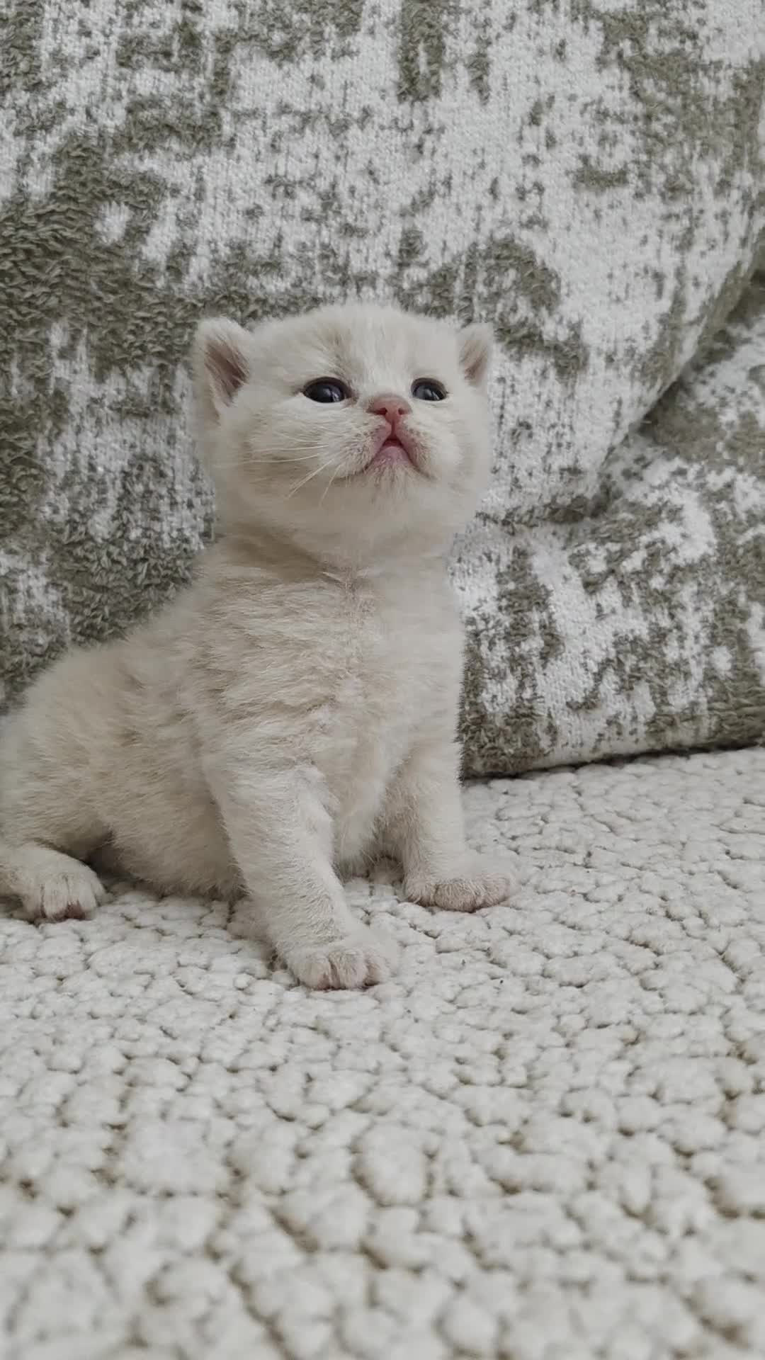 British Shorthair cats for sale: Beautiful cream GCCF British Shorthair kitten - Video 1