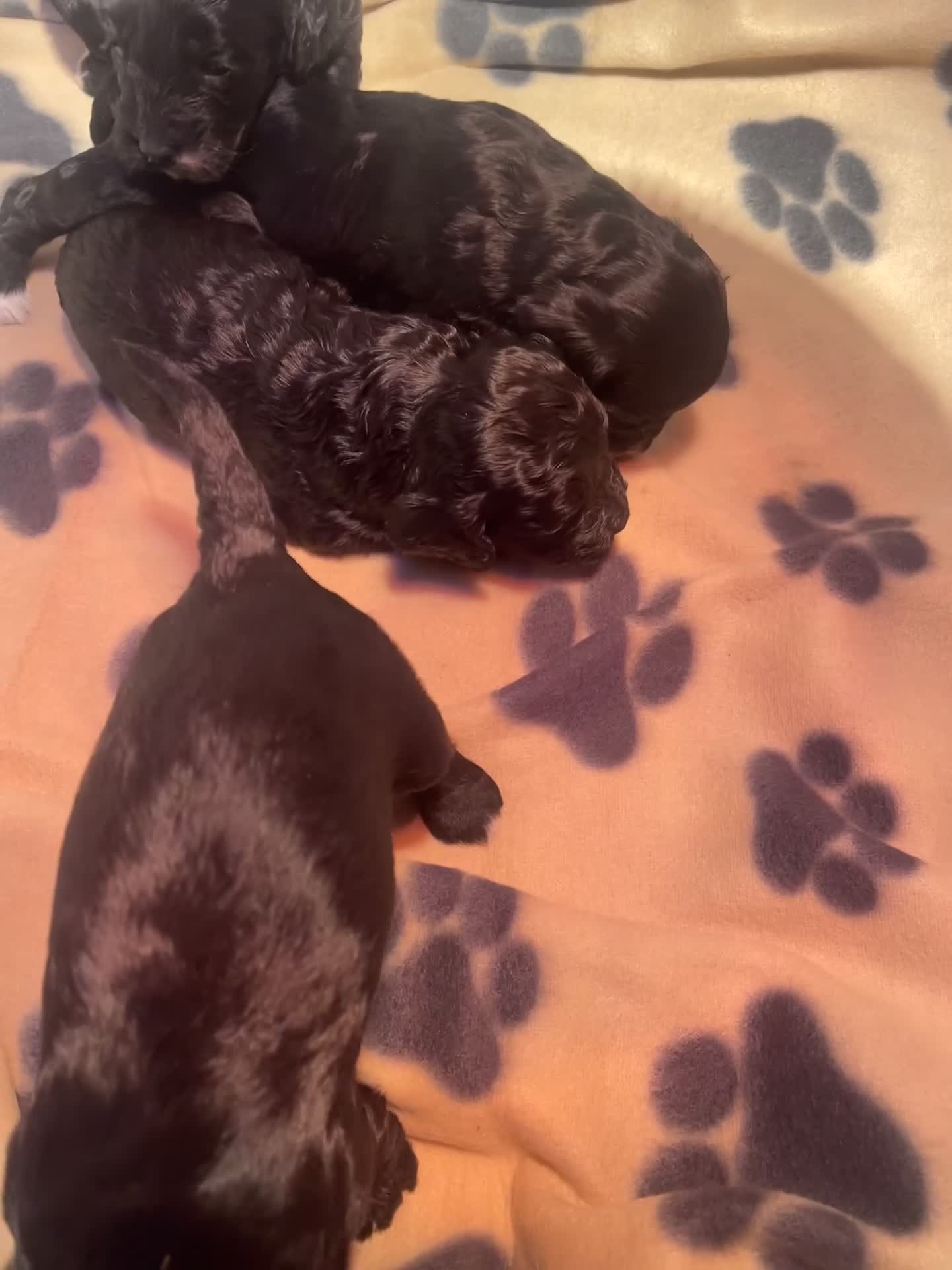 Cockapoo dogs for sale: Cockapoo health tested KC parents  - Video 1