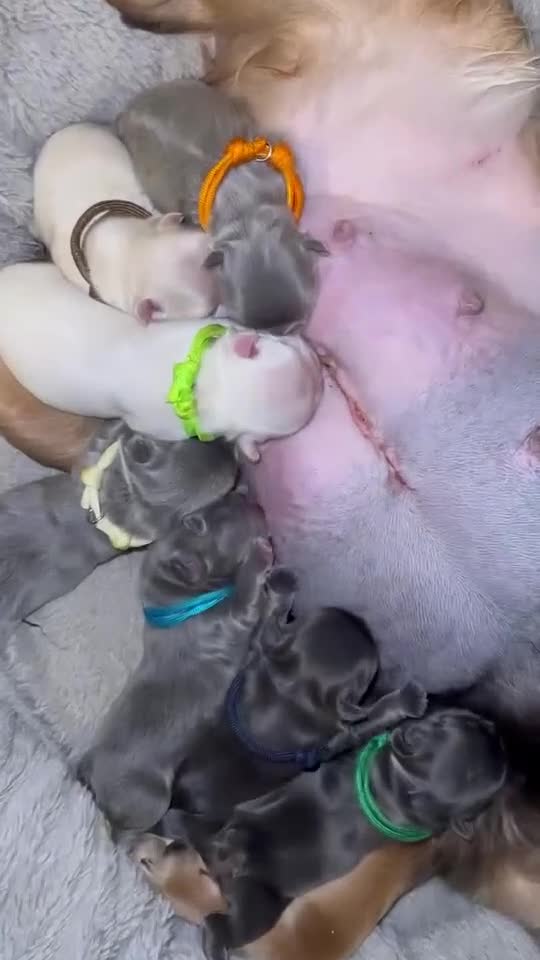 French Bulldog dogs for sale: Top quality fluffy Frenchbulldogs - Video 2